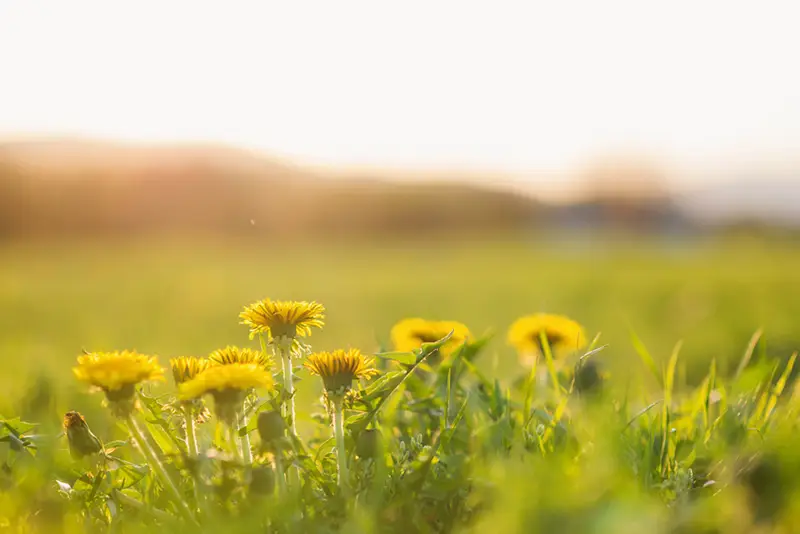 champs de tournesols Simplification administrative photovoltaique